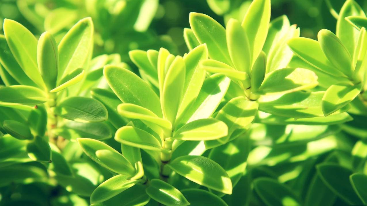 别信免费领粉丝！2026年抖音靠这招轻松涨到5000粉